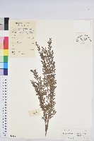 藏品(錫蘭葉下珠)的圖片