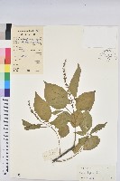 藏品(巴豆)的圖片