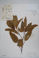 藏品(海南蕊木)的圖片