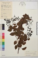 藏品(多花勾兒茶, 多花黃鱔藤)的圖片