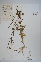 藏品(向天黃)的圖片