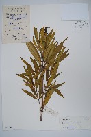 藏品(小駁骨丹、尖尾鳳)的圖片