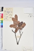 藏品(亮葉青剛)的圖片