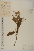 藏品(艾納香)的圖片