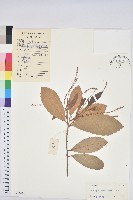 藏品(海南栲)的圖片