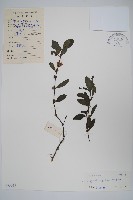 藏品(水蓑衣)的圖片