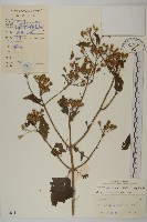 藏品(香澤蘭、飛機草)的圖片