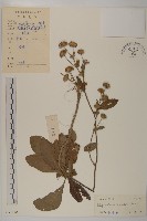 藏品(白花地膽草)的圖片