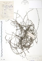 藏品(無根草)的圖片