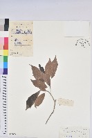 藏品(留萼木)的圖片