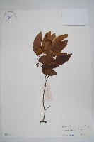 藏品(假鷹爪)的圖片