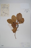 藏品(毛萼厚殼樹)的圖片