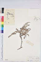 藏品(木葉下珠)的圖片