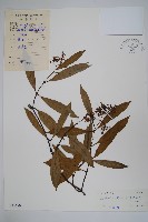 藏品(小錦蘭)的圖片