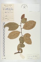 藏品(角花胡頹子)的圖片