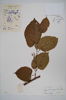 藏品(八角楓)的圖片