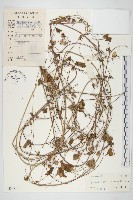 藏品(野牽牛)的圖片