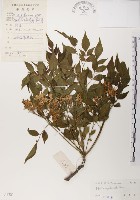 藏品(楝、苦楝)的圖片