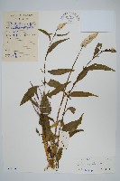 藏品(青葙)的圖片