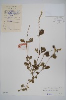 藏品(土牛膝)的圖片