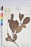 藏品(木奶果)的圖片