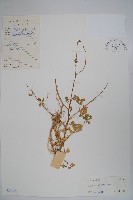 藏品(向天黃)的圖片