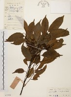 藏品(黃杞)的圖片