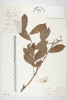 藏品(多花丁公藤)的圖片