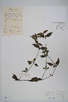 藏品(蘆利草)的圖片
