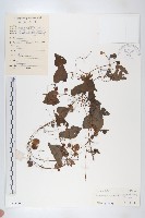 藏品(鈕子瓜)的圖片