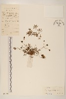藏品(香茹)的圖片