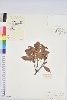 藏品(嶺南青剛櫟、嶺南椆)的圖片