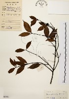 藏品(墨點櫻桃、黑星櫻)的圖片