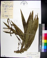 藏品(番仔林投)的圖片