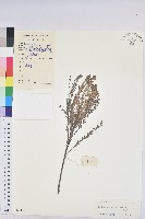 藏品(木葉下珠)的圖片