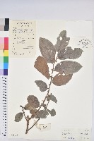 藏品(赤血仔、厚葉算盤子)的圖片