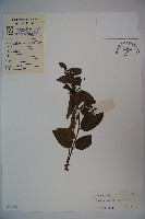 藏品(山銀花)的圖片