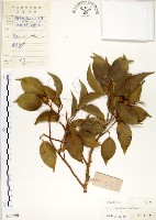 藏品(白榕、垂榕)的圖片