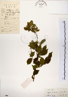 藏品(灰木)的圖片