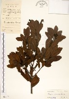 藏品(青楊梅)的圖片
