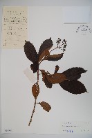 藏品(淡黃莢迷)的圖片