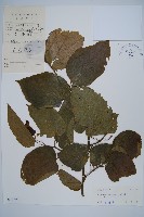 藏品(長毛八角楓)的圖片