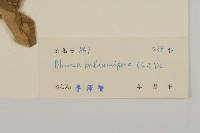 藏品(疏刺茄)的圖片