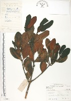 藏品(水筆仔)的圖片