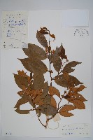 藏品(刺果紫玉盤)的圖片