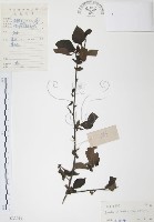 藏品(對面花)的圖片