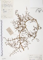 藏品(天門冬)的圖片
