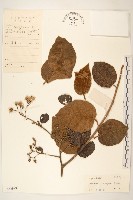 藏品(茄葉斑鳩菊)的圖片