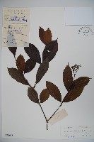 藏品(海南莢迷)的圖片