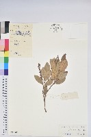 藏品(紅脈珍珠花)的圖片